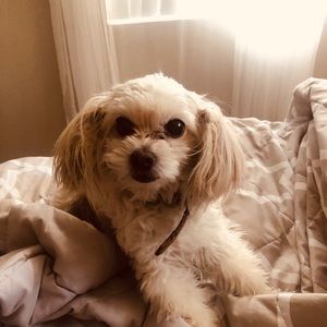 Meet your Posher, Haydee